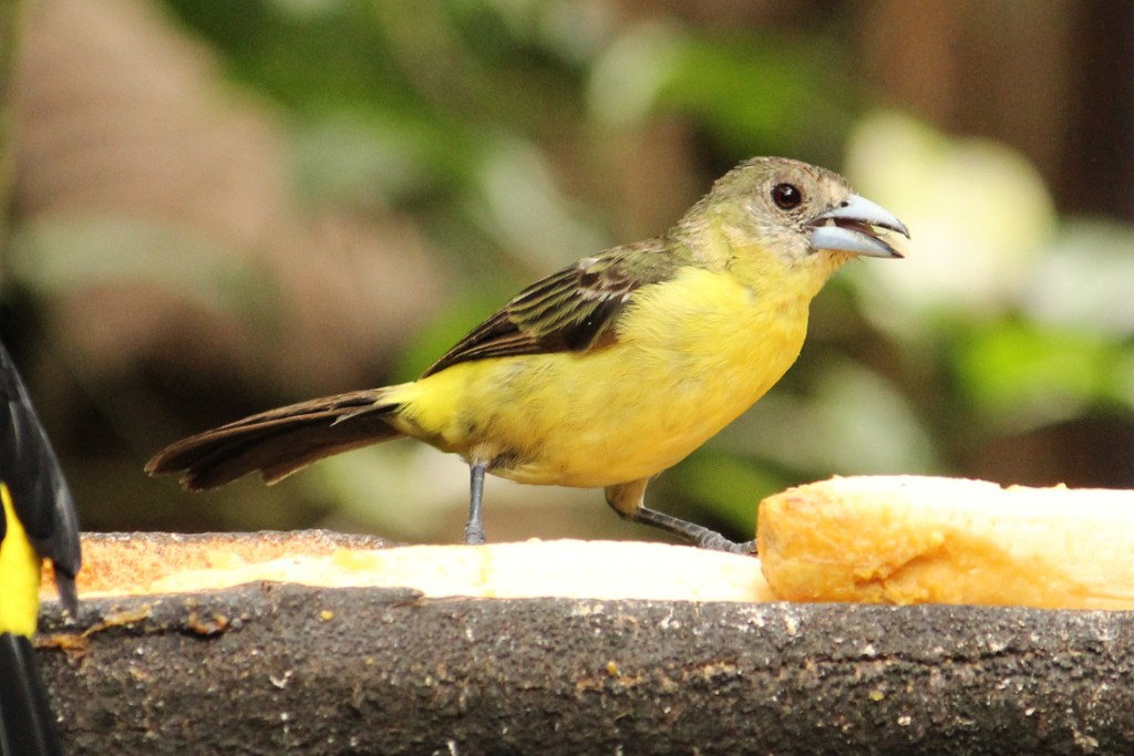 Flame-rumped Tanager - Natalia Allenspach