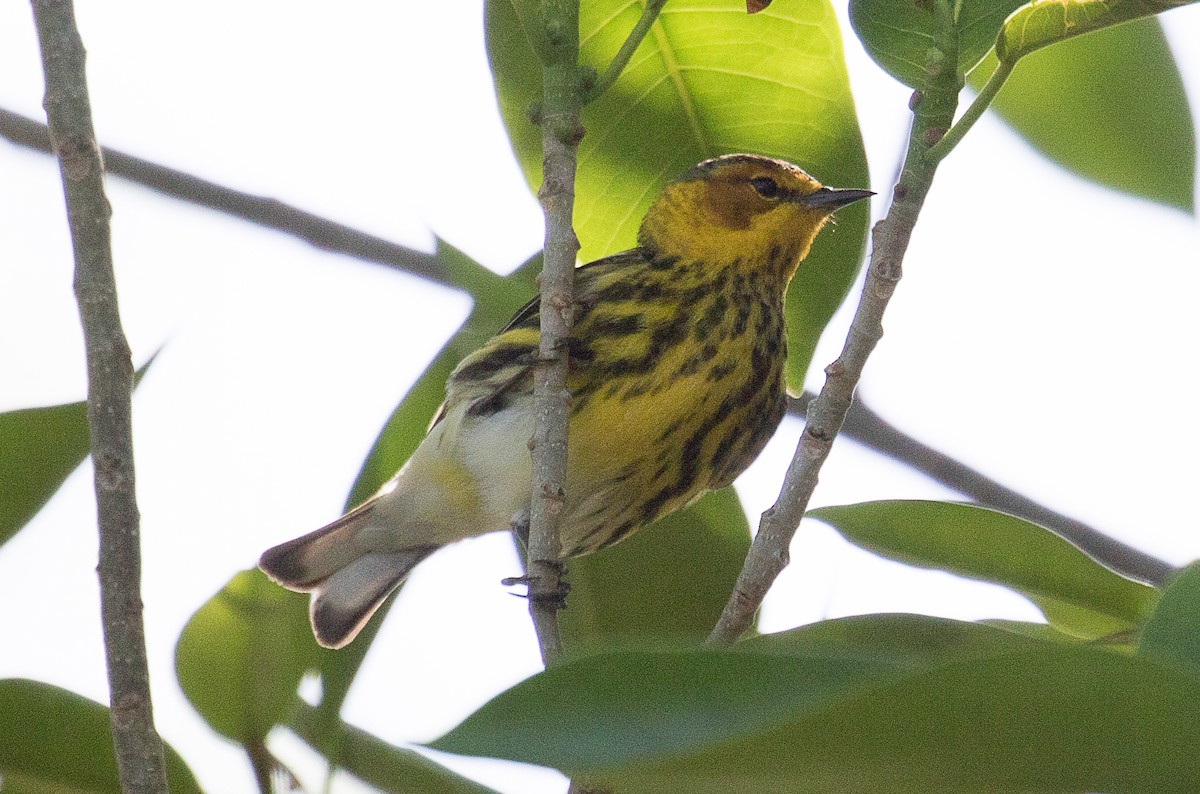 Cape May Warbler - Lynette Spence