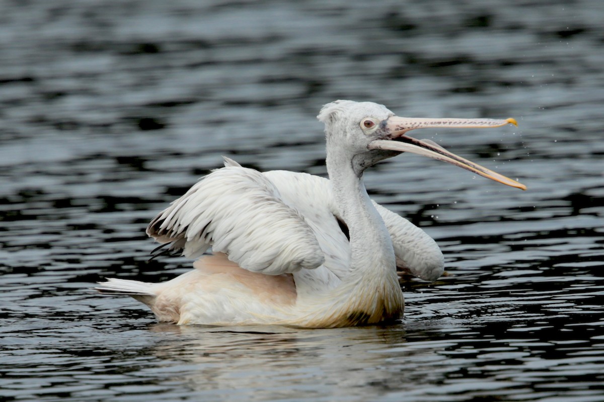 Spot-billed Pelican - Aaron Maizlish