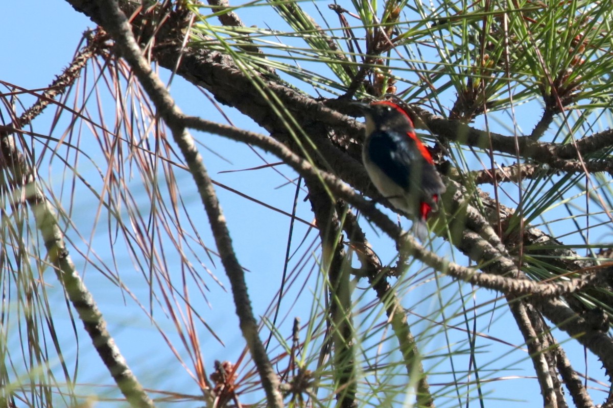 Scarlet-backed Flowerpecker - ML97730361