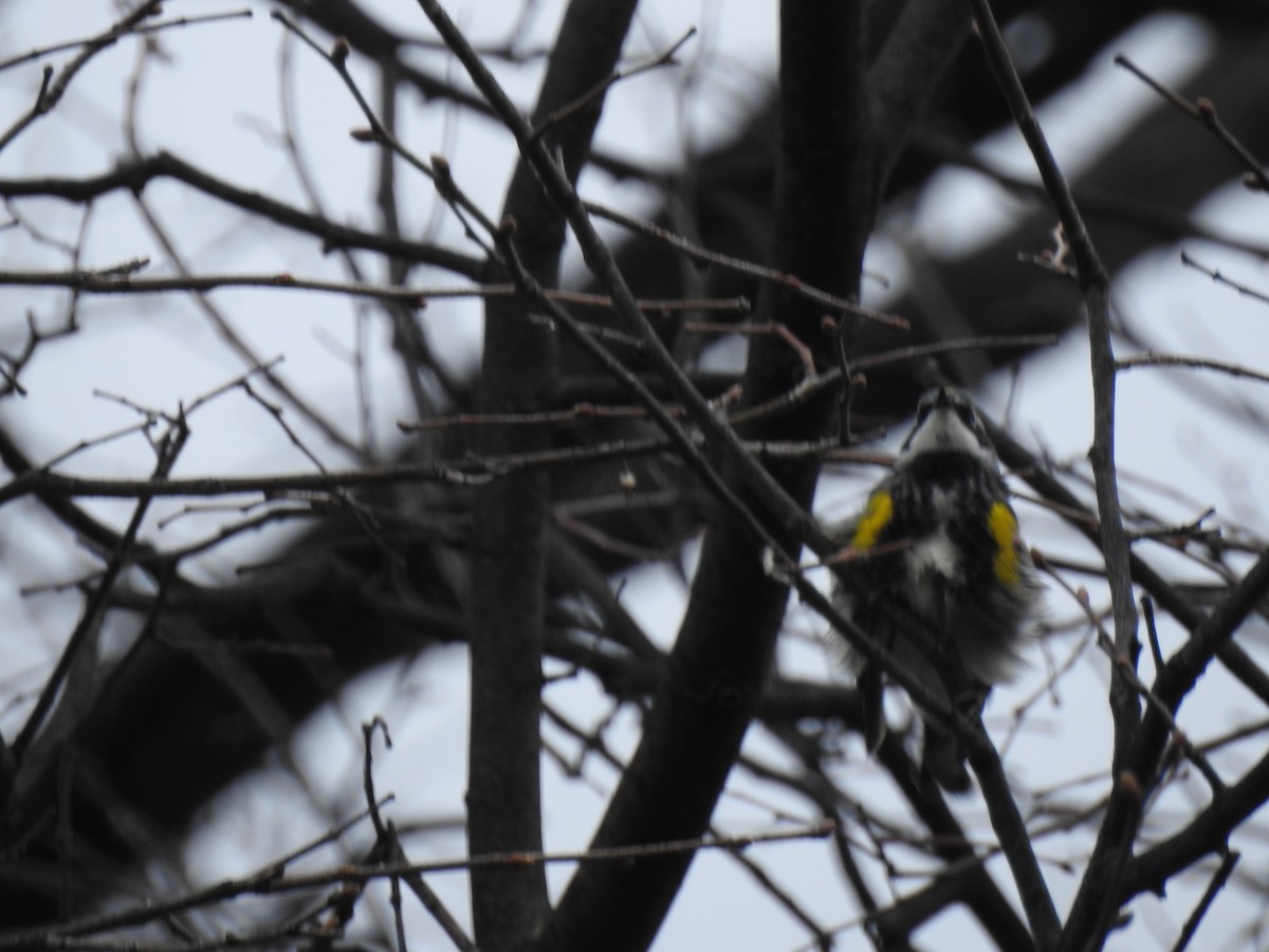 Yellow-rumped Warbler - ML97731211
