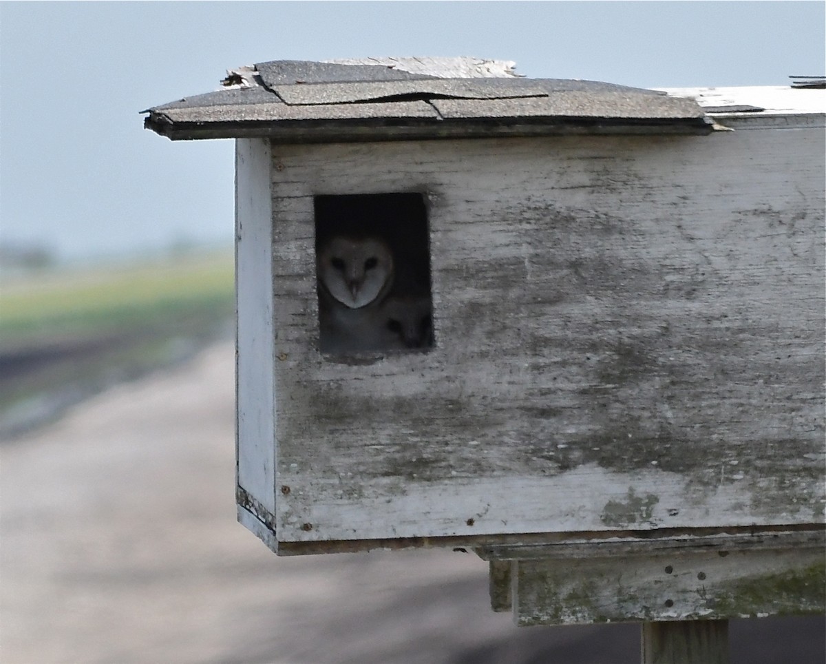 Barn Owl - Suzanne Zuckerman
