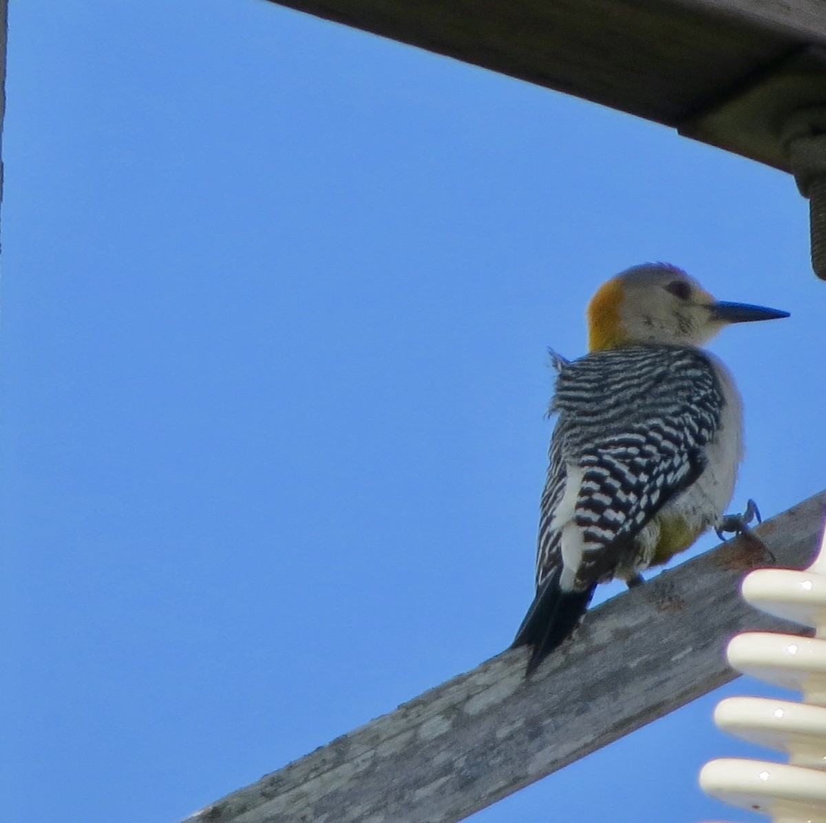 Golden-fronted Woodpecker - Jeanne-Marie Maher