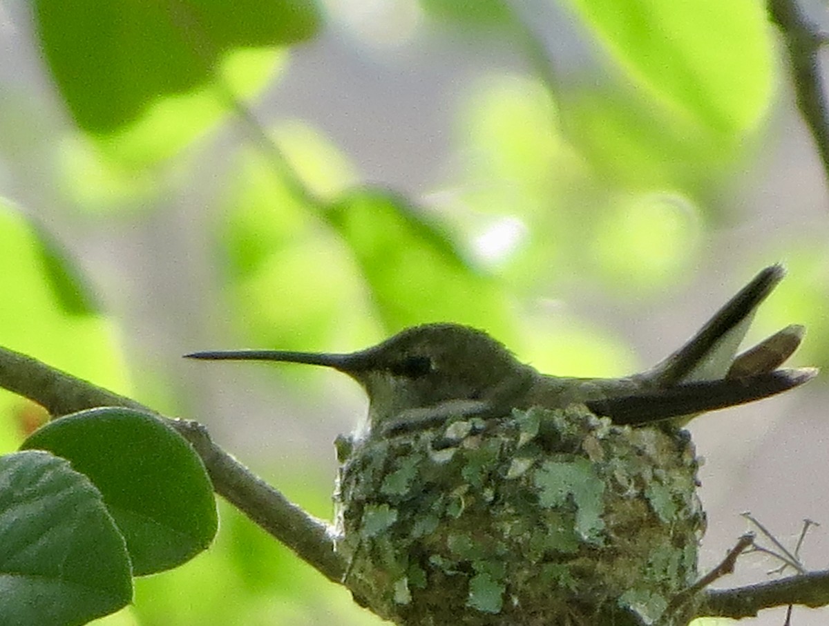 Black-chinned Hummingbird - ML97737621