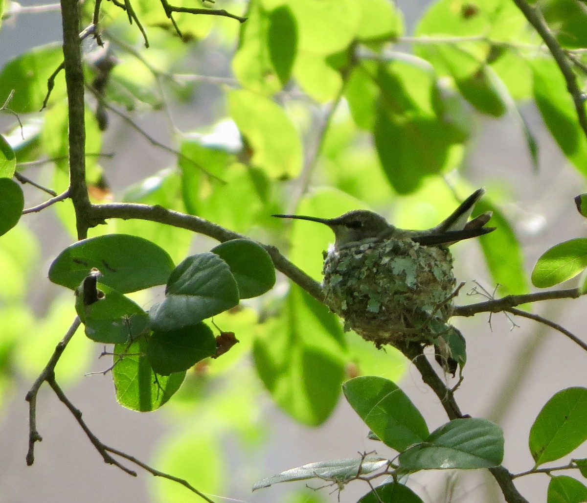 Black-chinned Hummingbird - ML97737631