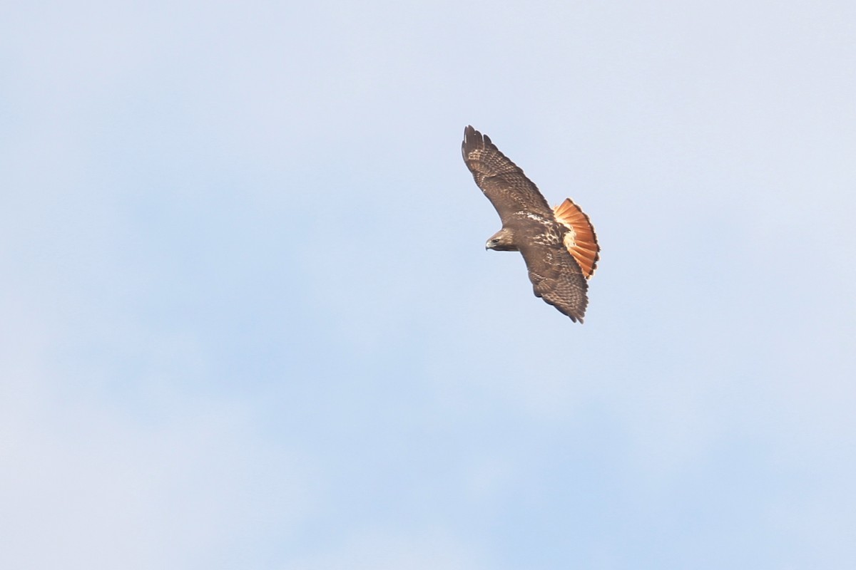 Red-tailed Hawk - Margaret Bauer