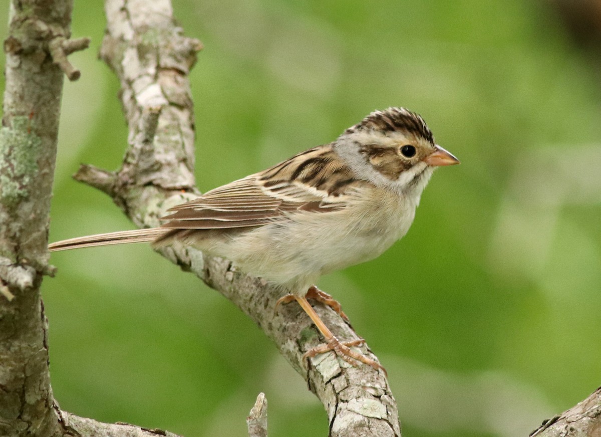 Clay-colored Sparrow - Ann Mallard