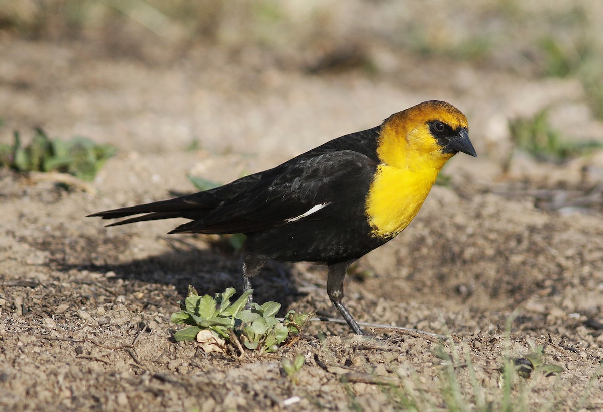 Yellow-headed Blackbird - Bill Maynard