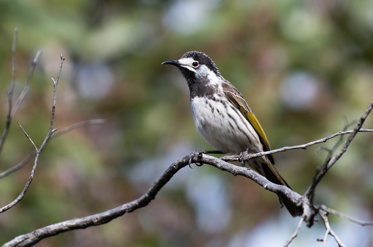 White-fronted Honeyeater - Barry Deacon