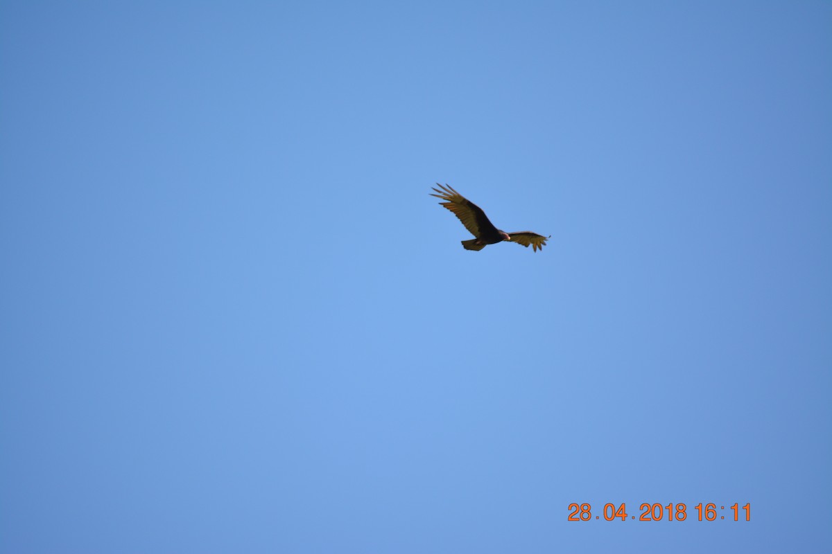 Turkey Vulture - ML97747161