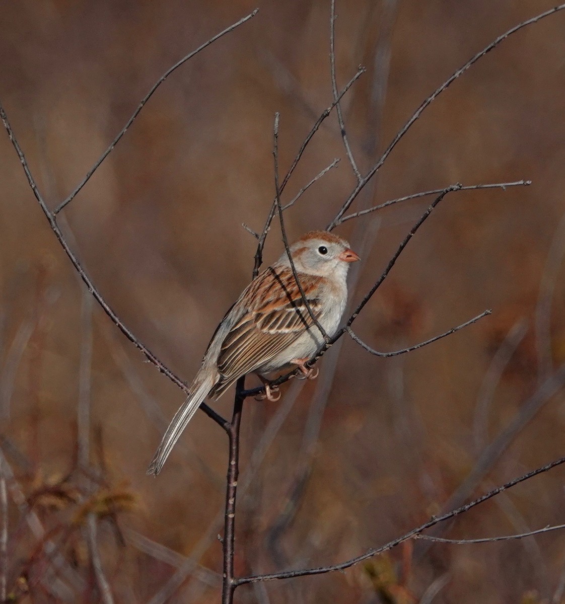 Field Sparrow - ML97747551
