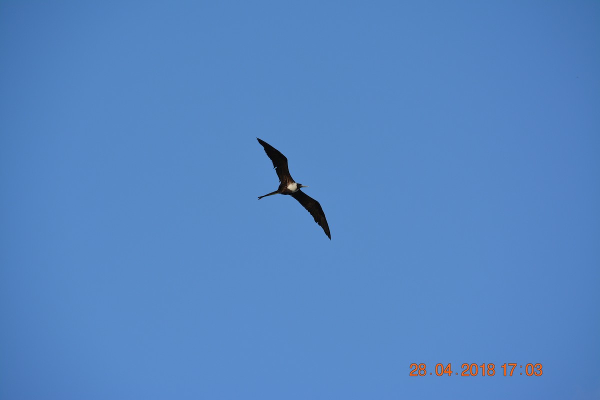 Magnificent Frigatebird - ML97748151