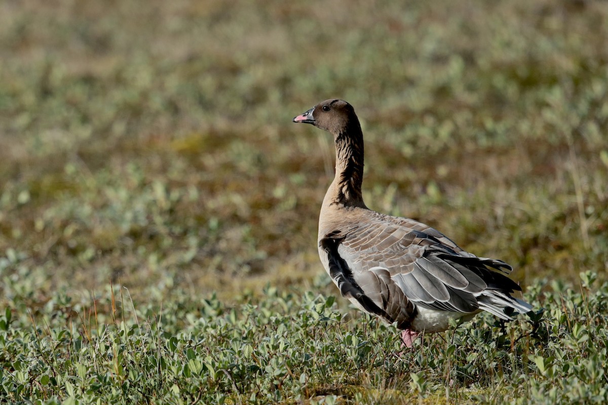 Pink-footed Goose - ML97753111