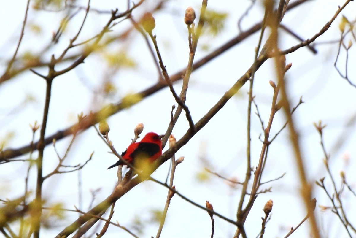 Scarlet Tanager - ML97753241