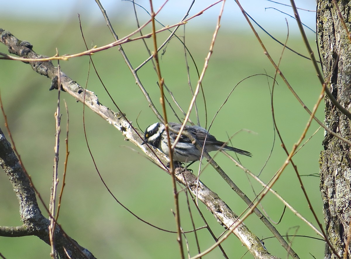 Black-throated Gray Warbler - ML97753331