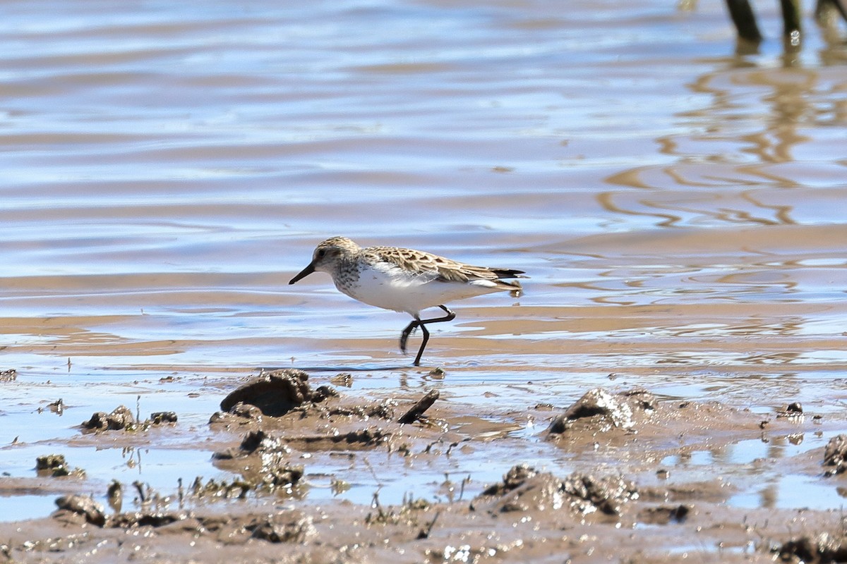 Semipalmated Sandpiper - Lawrence Haller