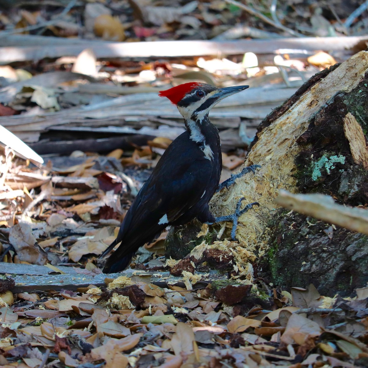 Pileated Woodpecker - ML97757911