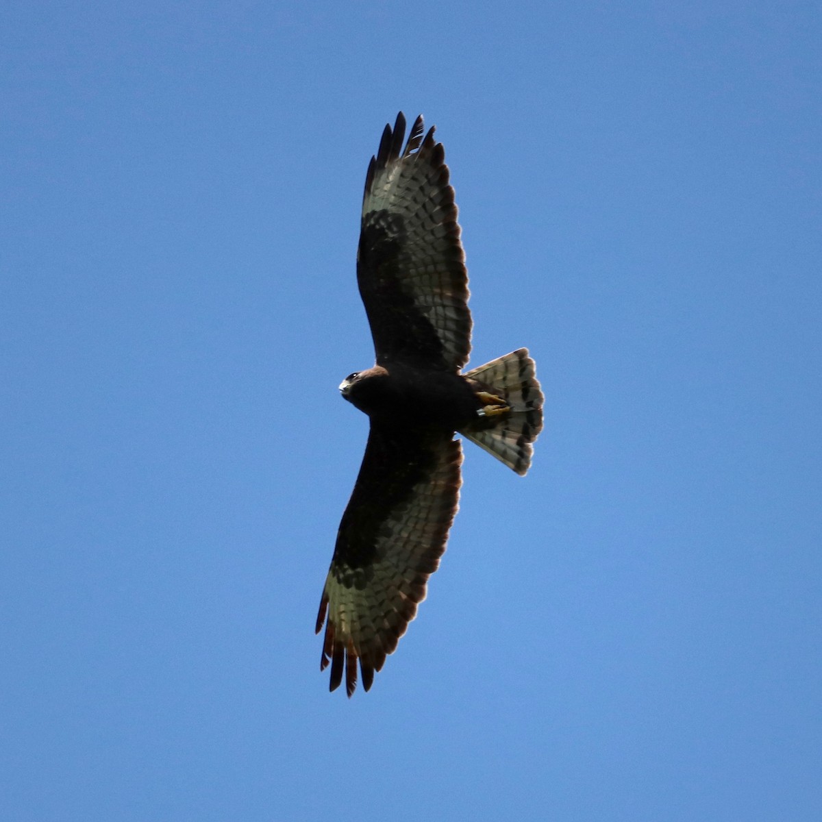 Short-tailed Hawk - ML97760921