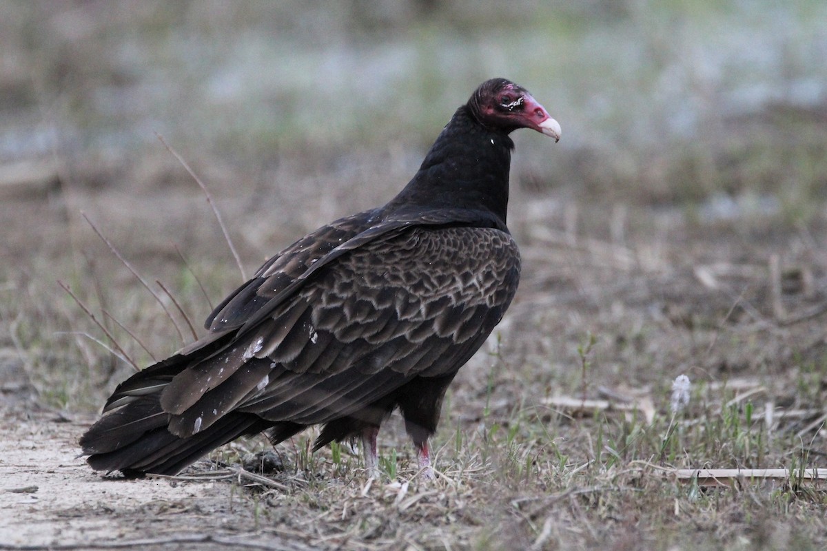Turkey Vulture - Quinten Wiegersma