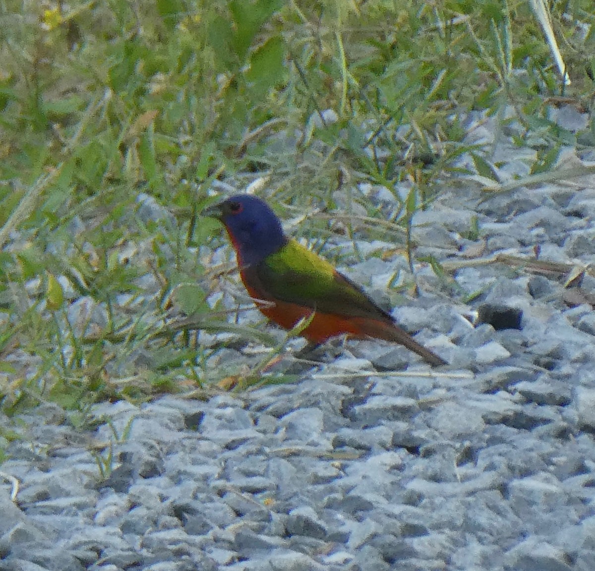 Painted Bunting - Gary Byerly