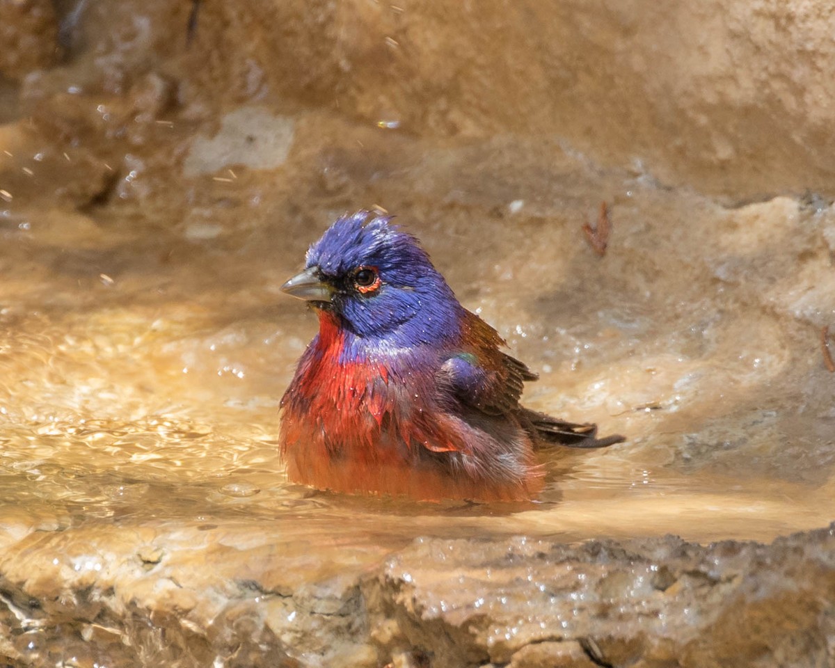 Varied x Painted Bunting (hybrid) - Caitlin Best