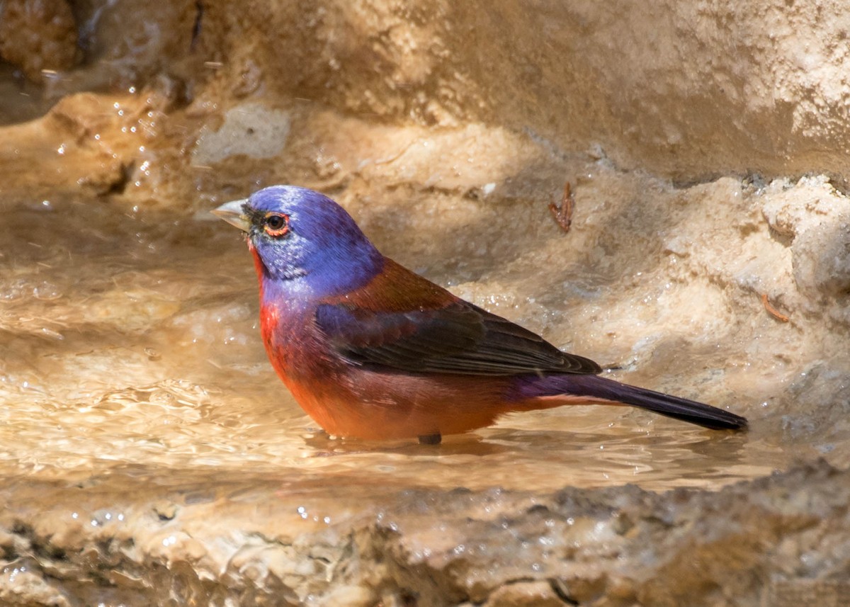 Varied x Painted Bunting (hybrid) - Caitlin Best