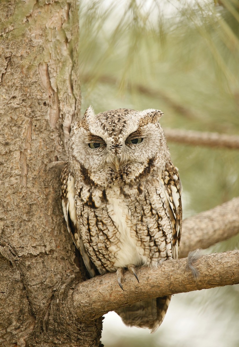 Eastern Screech-Owl - Kaleb Kroeker