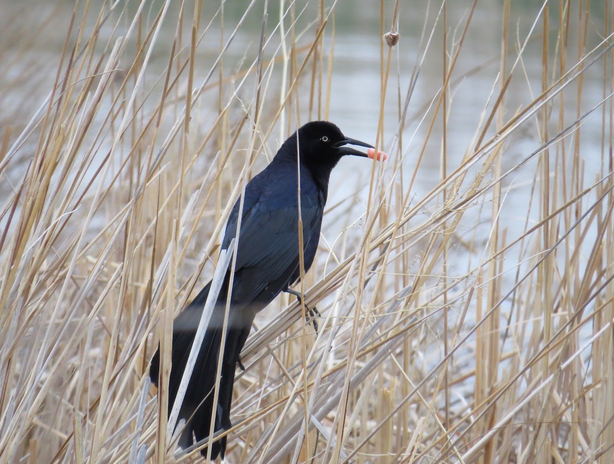 Great-tailed Grackle - ML97766351