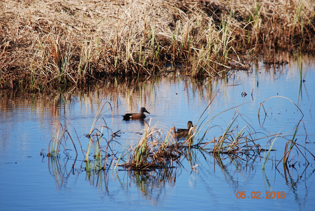 Blue-winged Teal - ML97767281
