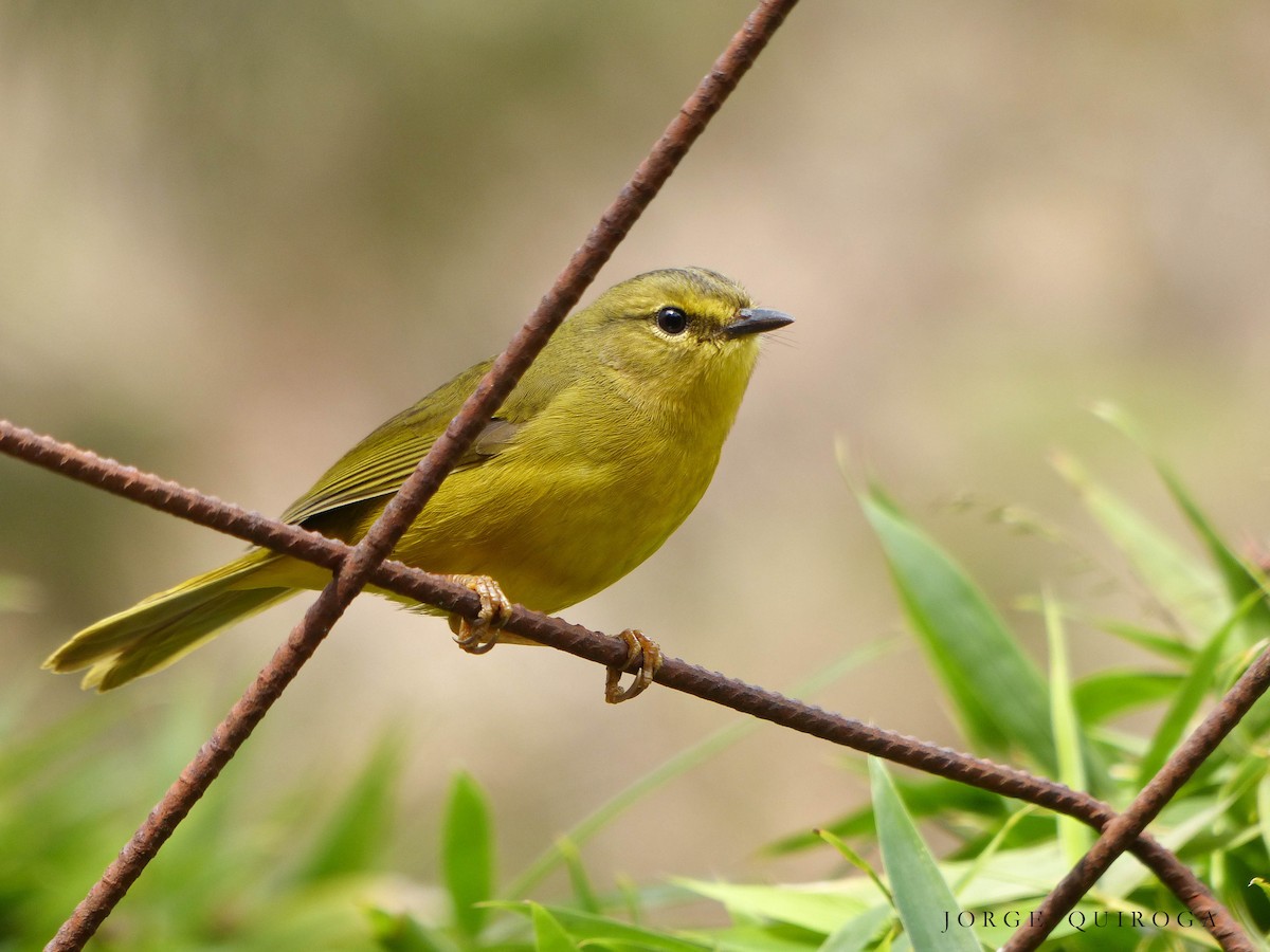 Two-banded Warbler - ML97769021