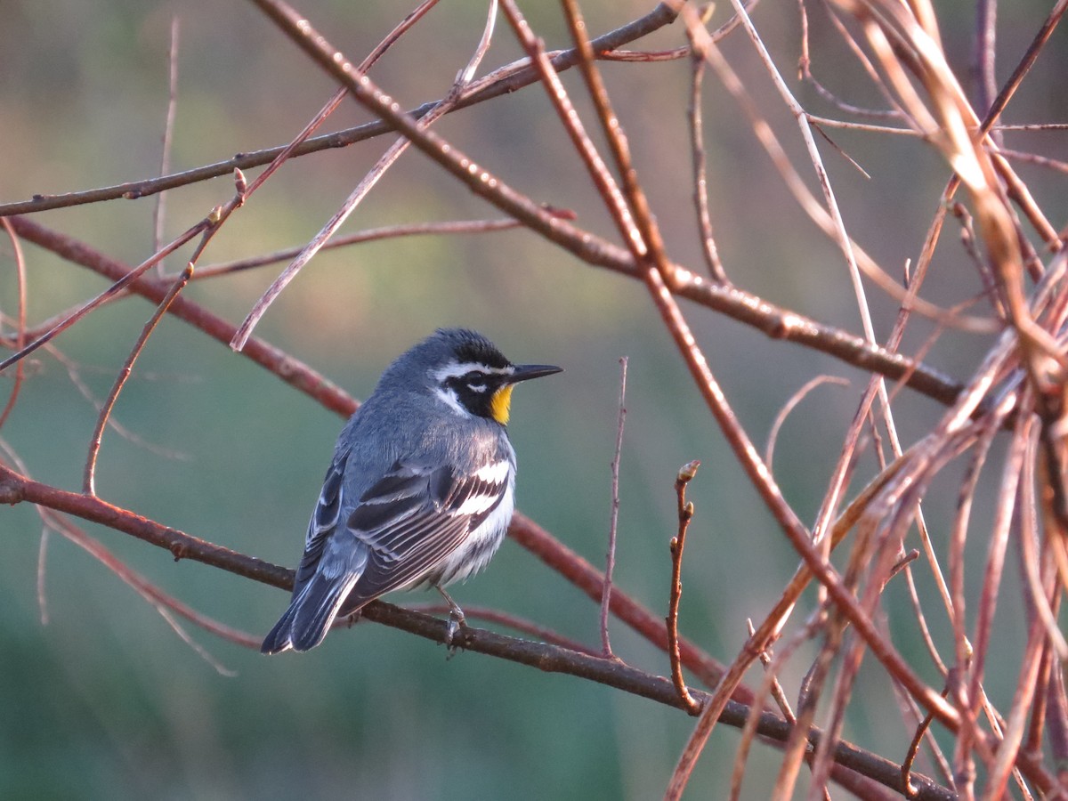 Yellow-throated Warbler - Howard West