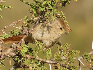  - Brown-capped Tit-Spinetail