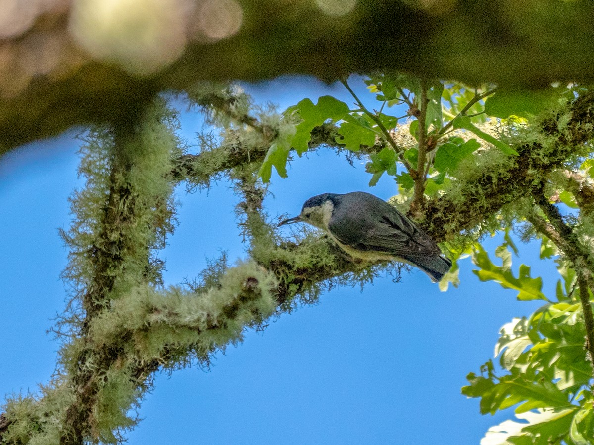 White-breasted Nuthatch - ML97777171