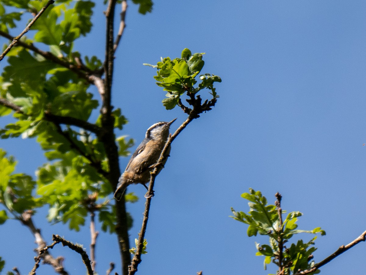 Red-breasted Nuthatch - ML97777861