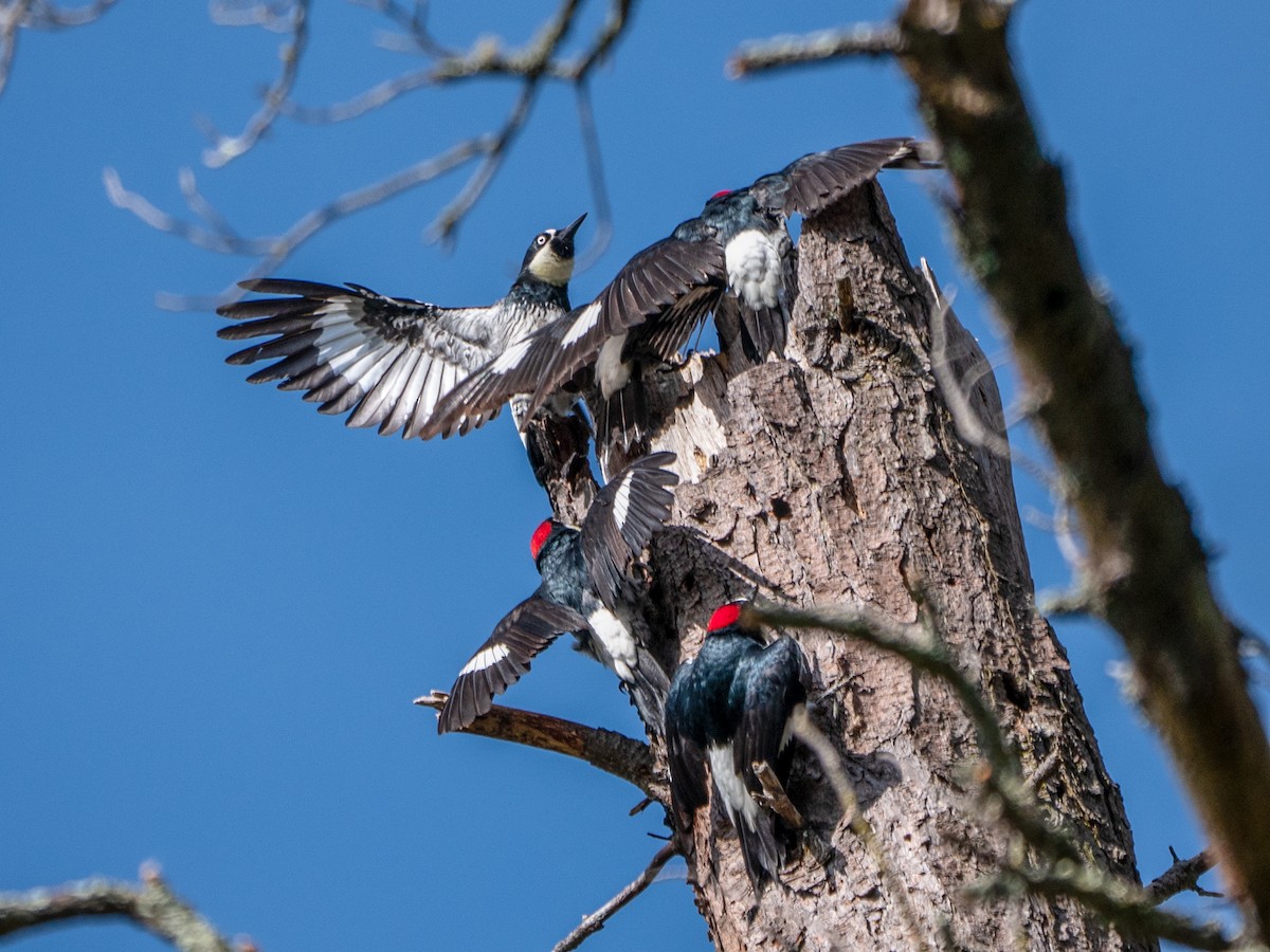 Acorn Woodpecker - Lee Friedman