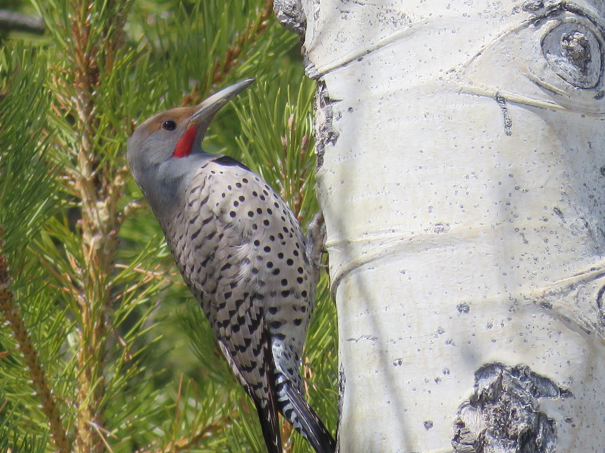 Northern Flicker (Red-shafted) - Becky Laboy