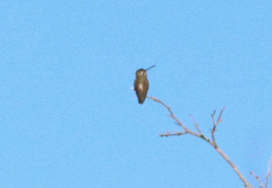 kolibřík achátový - ML97784121
