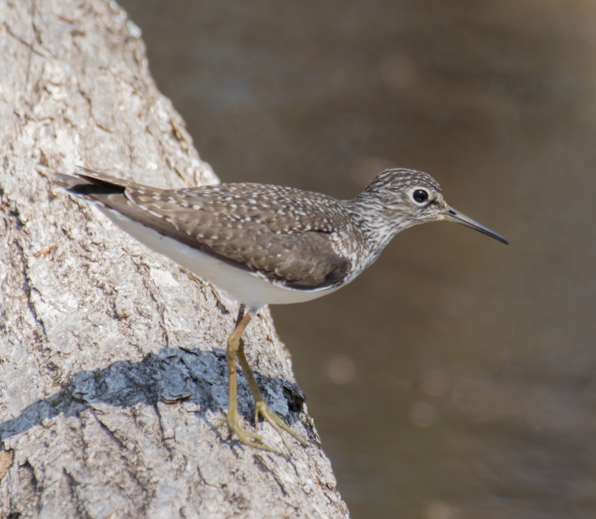 Solitary Sandpiper - Jack and Shirley Foreman