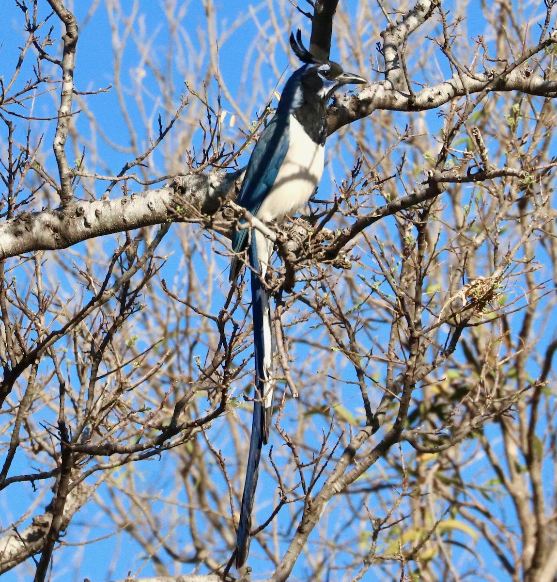 Black-throated Magpie-Jay - Karl Overman