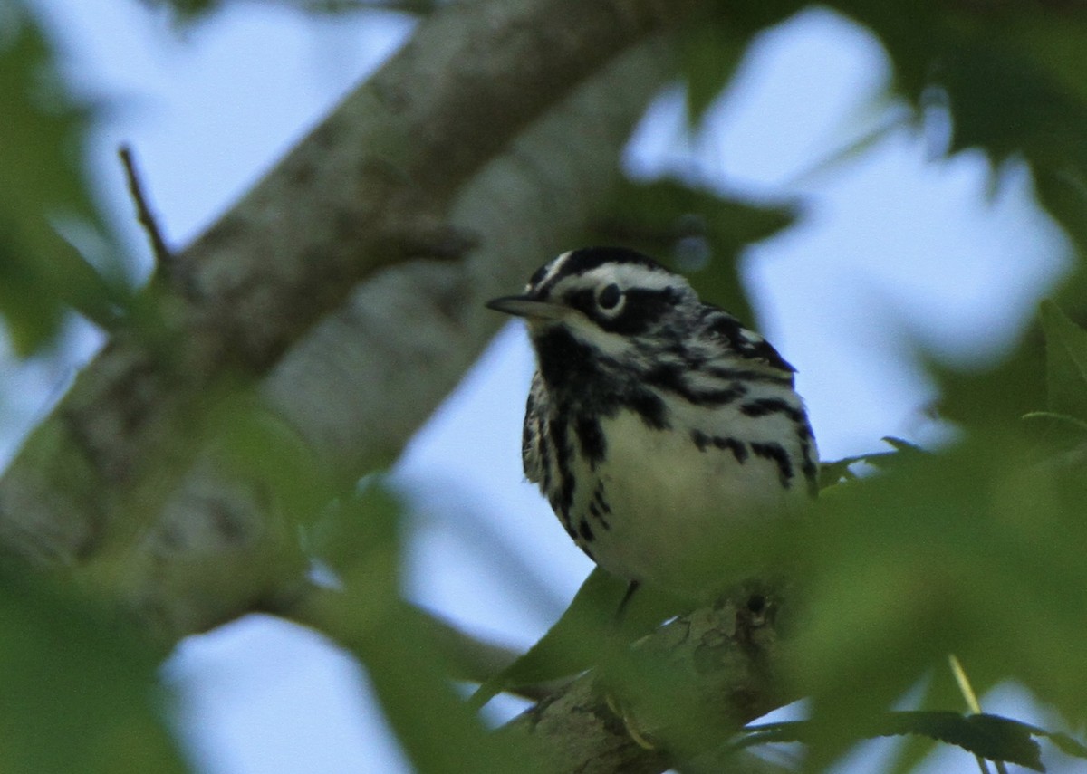 Black-and-white Warbler - ML97787891