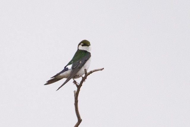 Violet-green Swallow