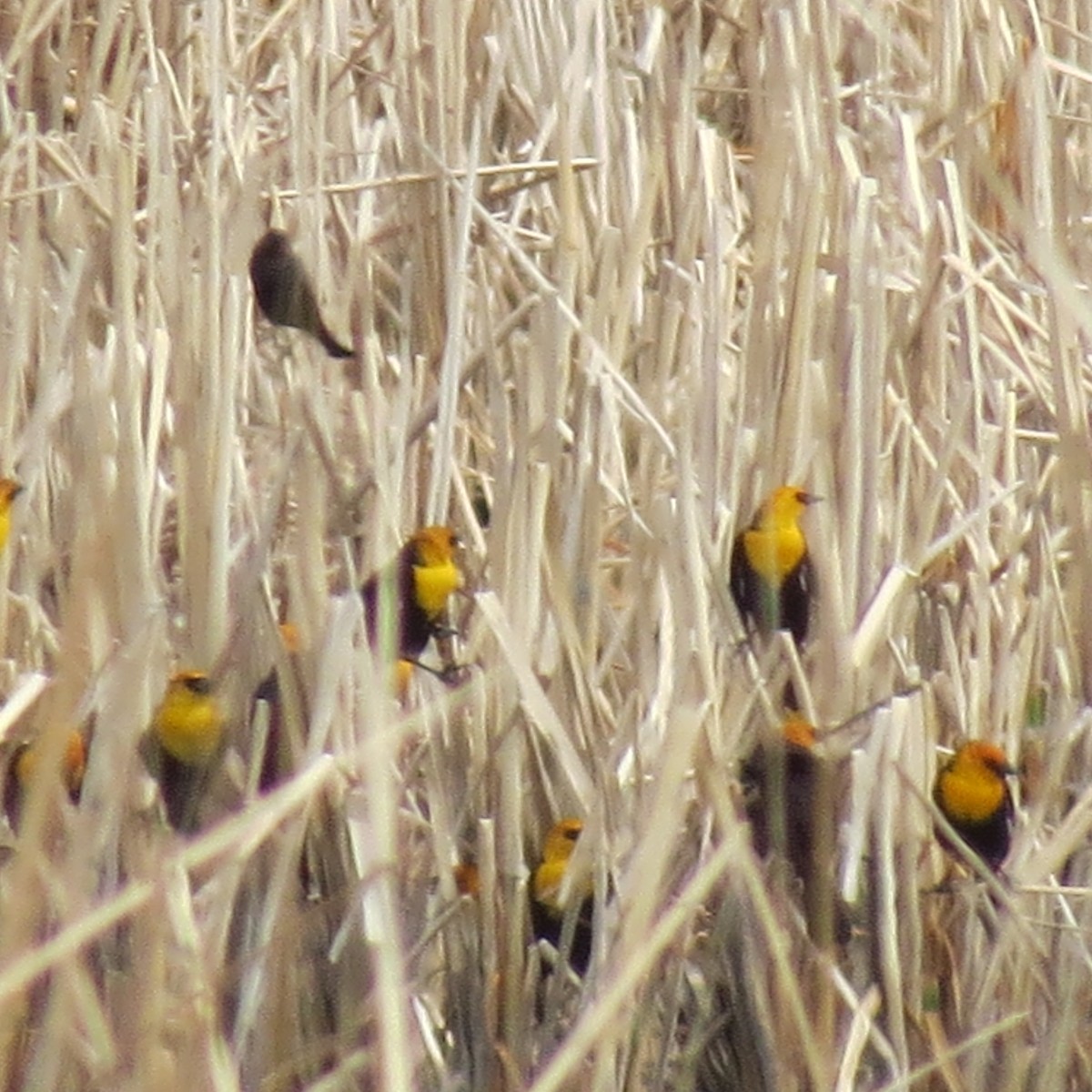 Yellow-headed Blackbird - Peter  Scott