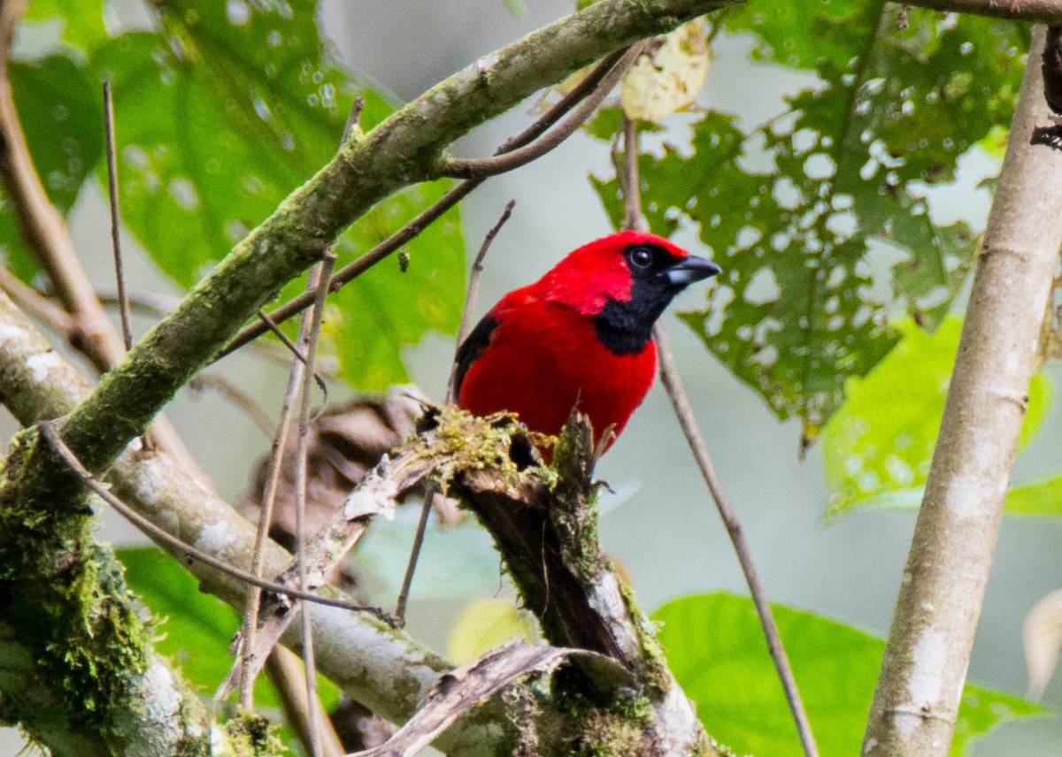 Vermilion Tanager - Victor Guaillas Poma