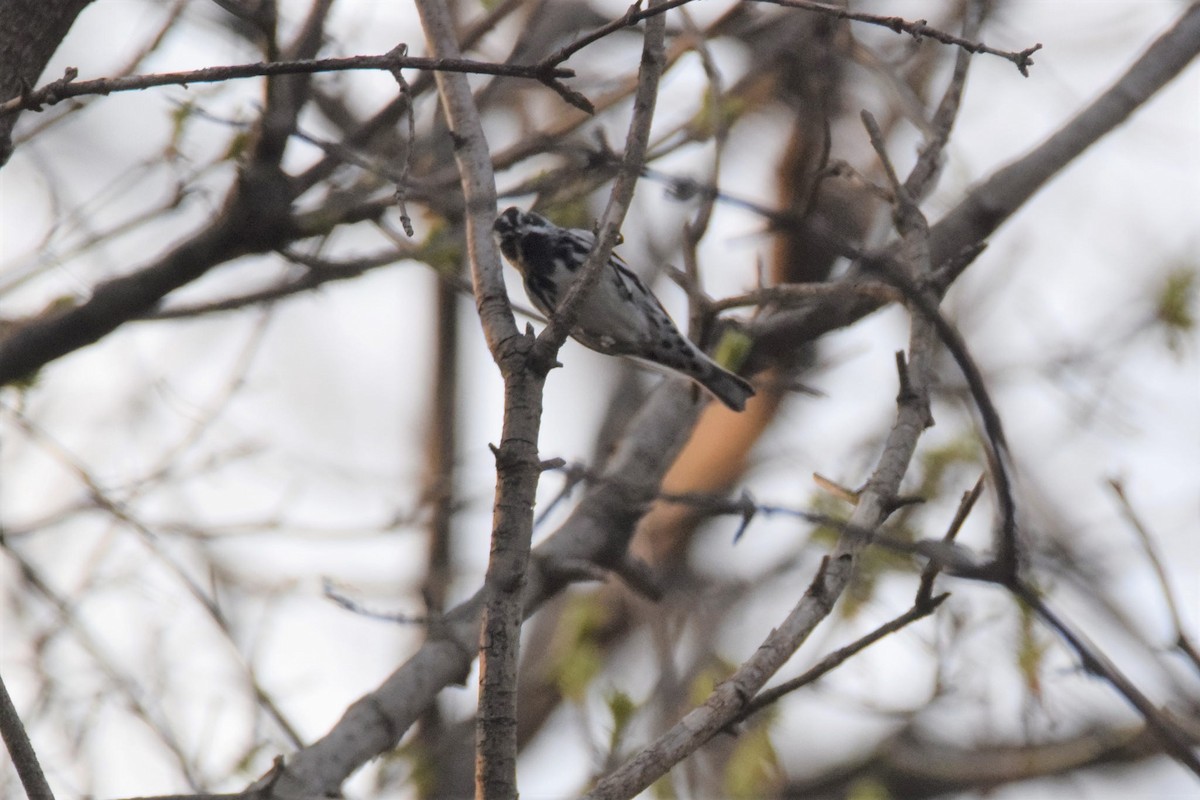 Black-and-white Warbler - ML97791881