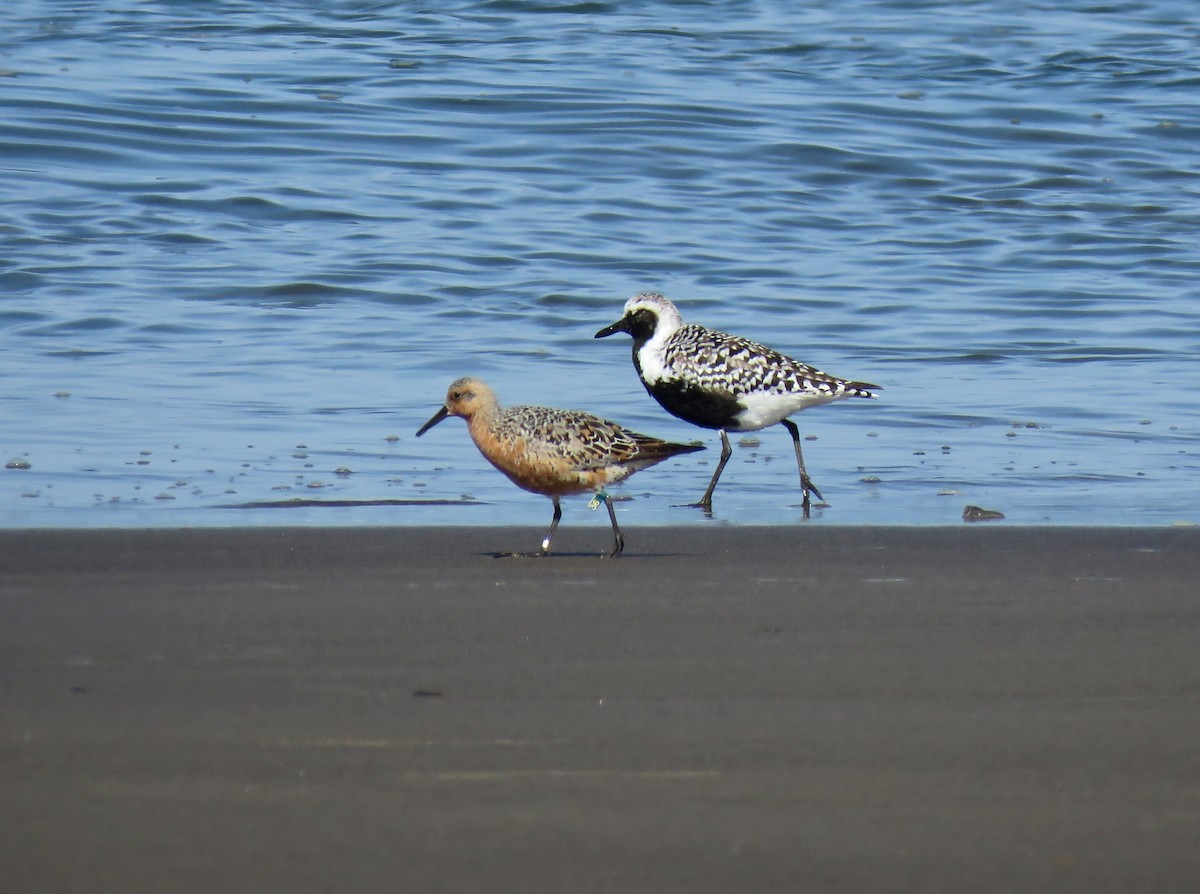 Red Knot - ML97792621
