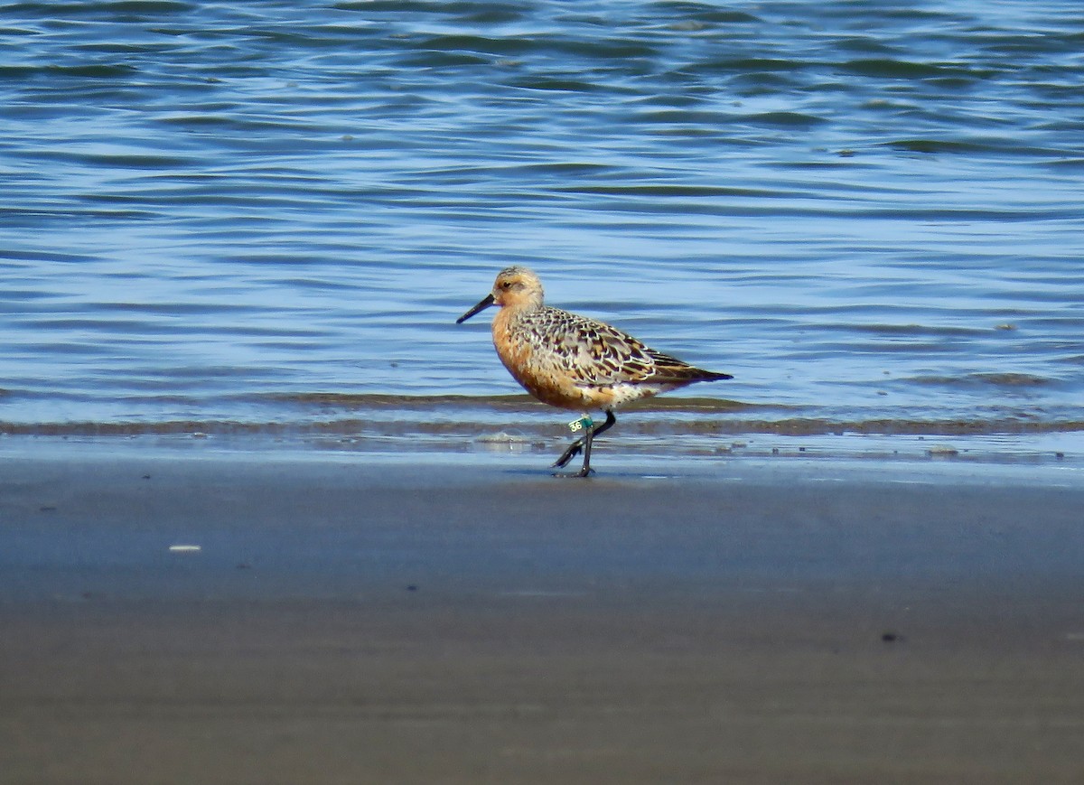 Red Knot - ML97792661