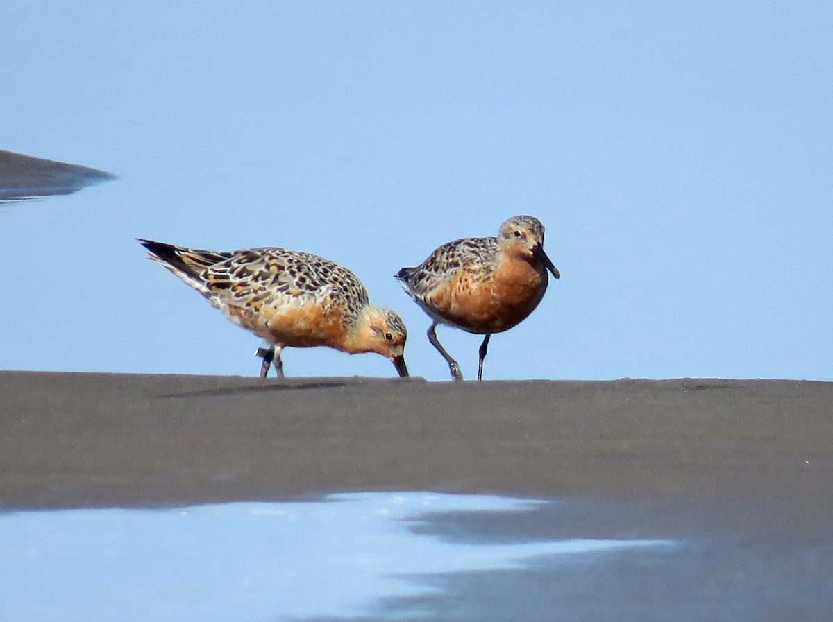 Red Knot - ML97792731
