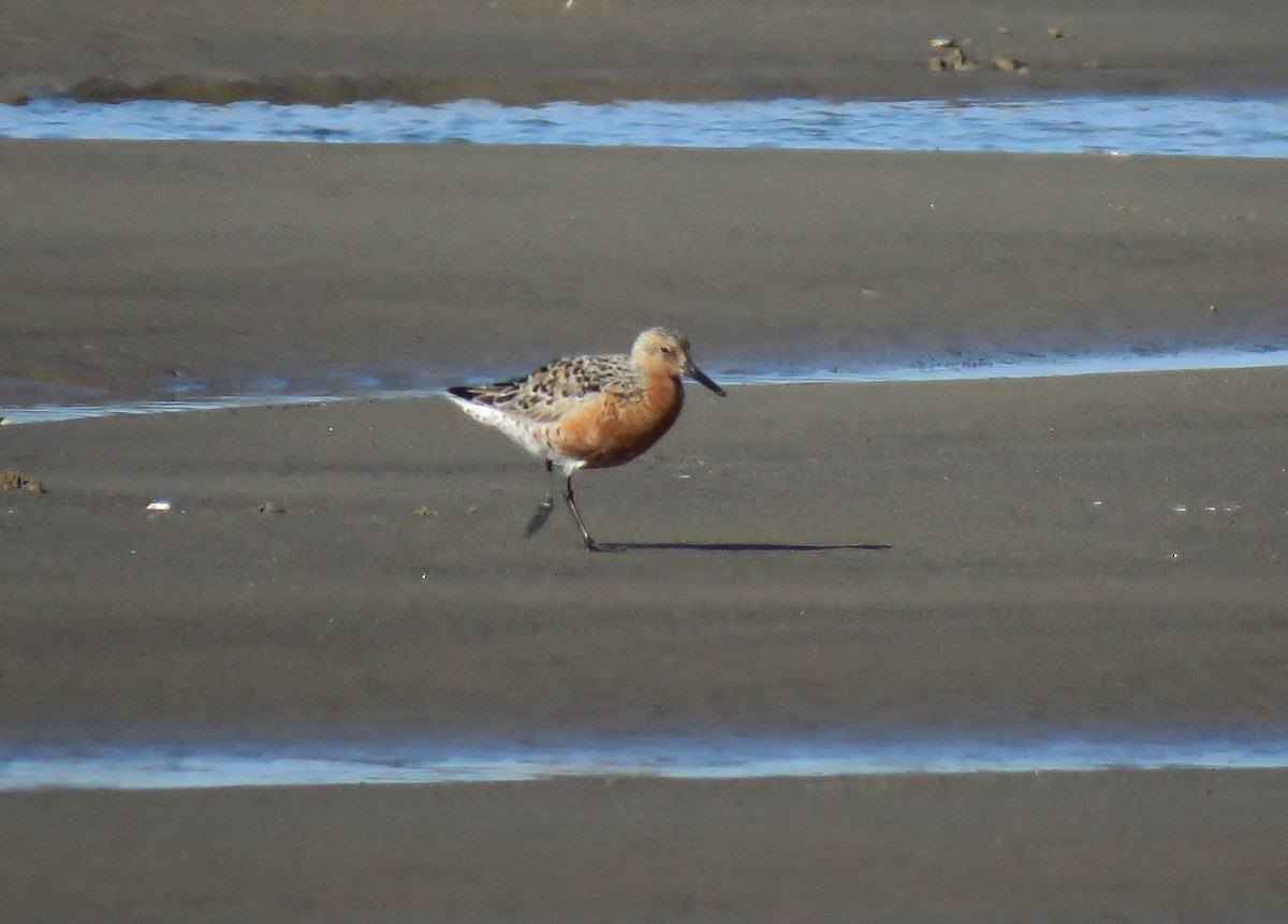 Red Knot - ML97792791