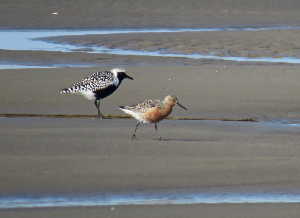 Red Knot - ML97792891