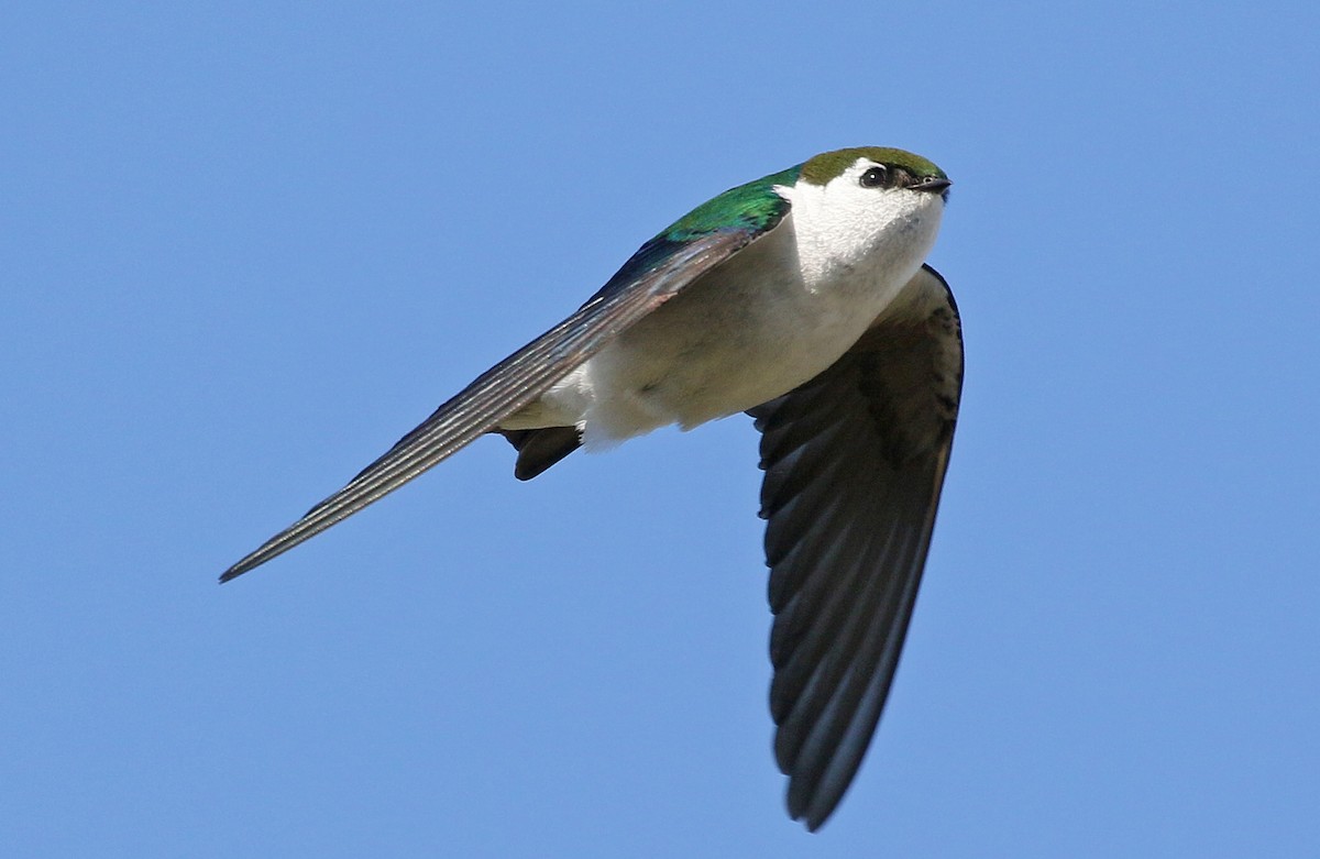 Violet-green Swallow - Charlotte Byers